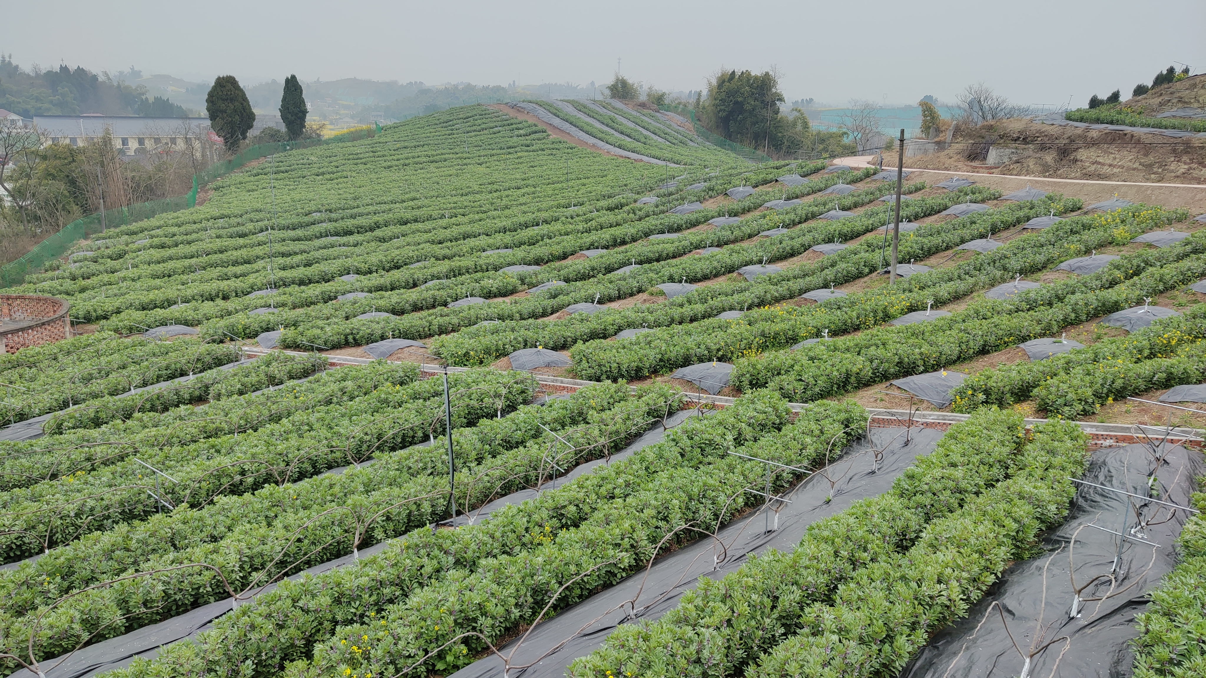 万象“耕”新好风景，农业服务新渠道