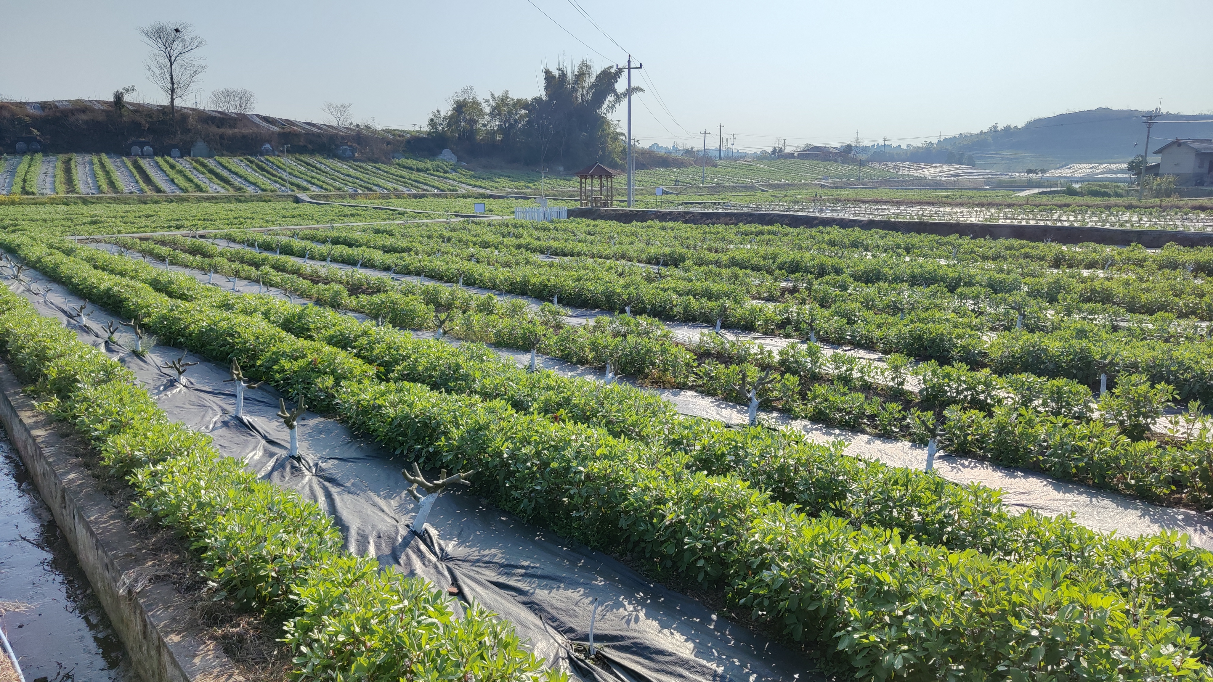 歌创公司开展无花果新品种嫁接扩繁