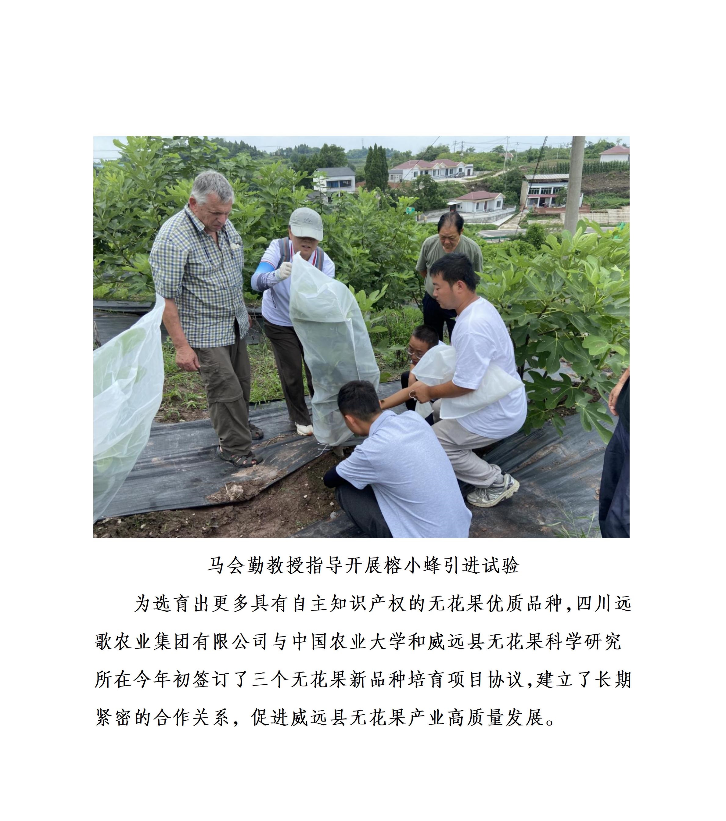 中国农业大学教授马会勤一行莅临威远 指导无花果新品种培育工作