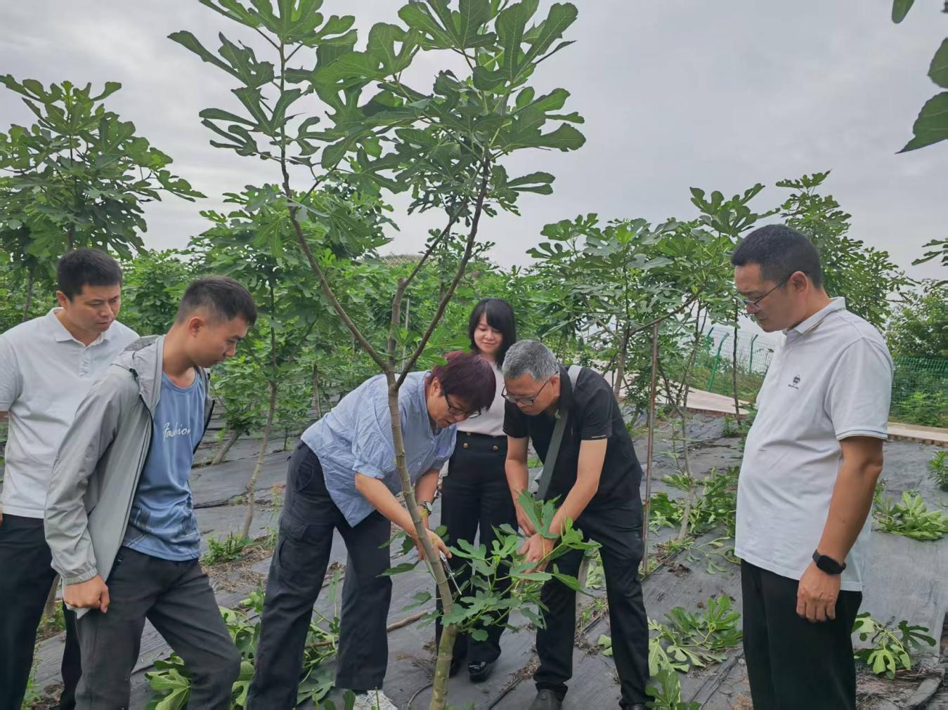 国际园艺学会无花果分会主席、中国农业大学教授马会勤莅临威远指导无花果科研工作