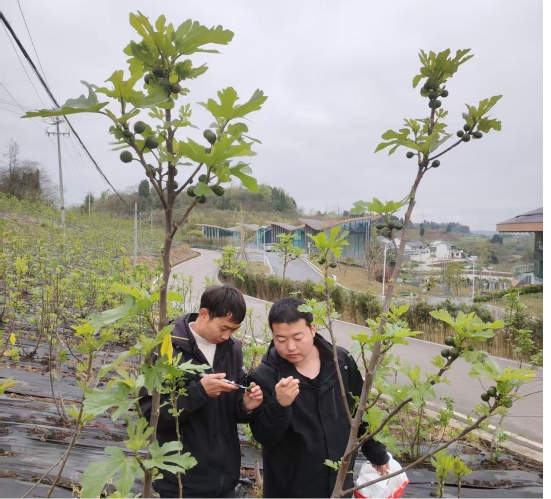中国农业大学孙凯荣博士助力威远无花果科研攻关